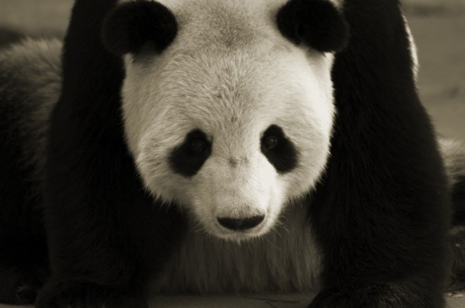 Got Bamboo?