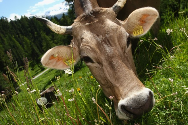 Cooley Burns a Cow