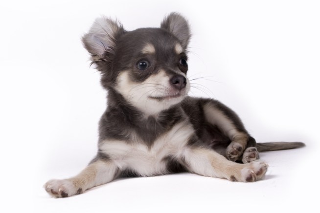 The Price of Love: Are Dogs Just Property?