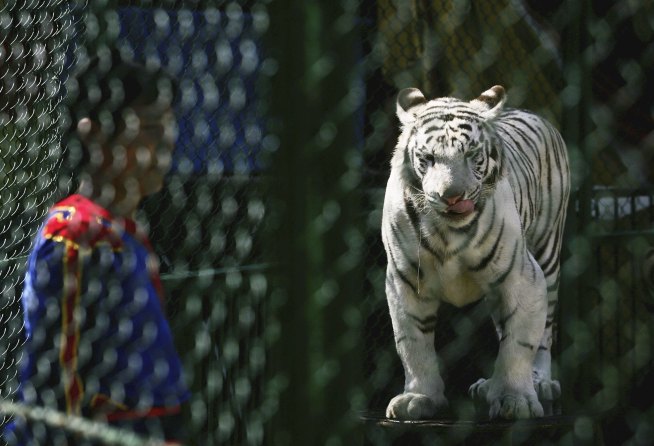 Tiger Kills Man on "Great Wall" Descent