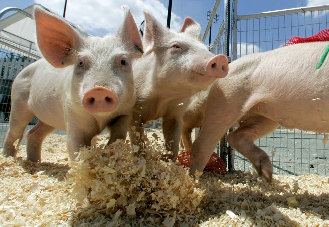 Pass the Hors d'Oeuvres for the Animals