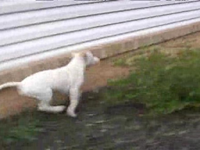 Yeti the puppy is back home after being stolen from his family.