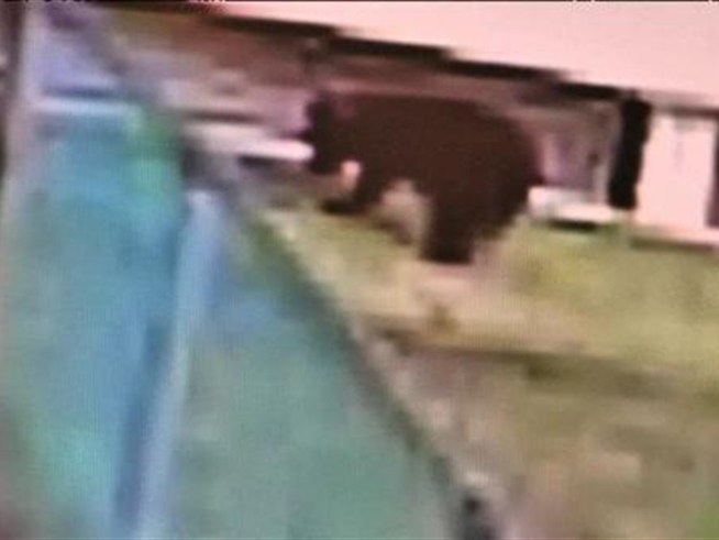 A security camera catches images of a bear and two deer eating at a D.C. apartment building.