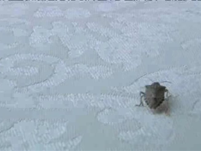 Pests known as stink bugs are invading the <a title=