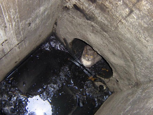 Safe and Sound "Sewer Kitty" Now Named Sue