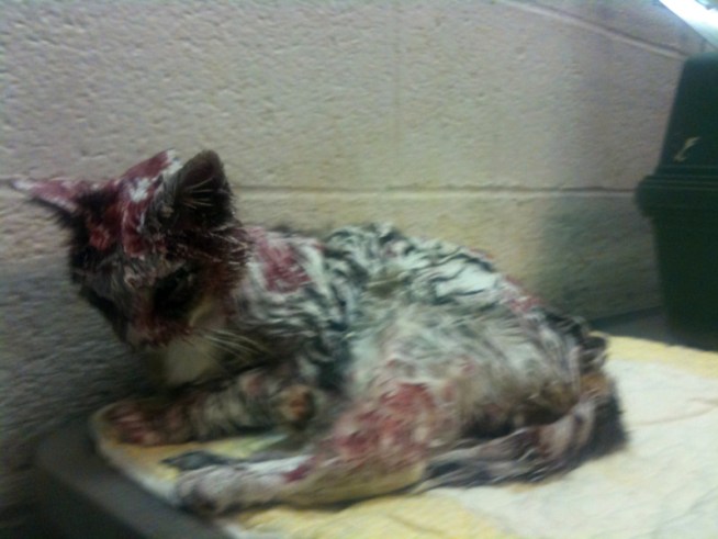 Painted Cat Knows How to Freak Us Out