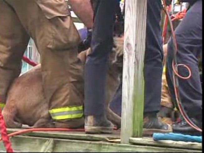 Watch as a dog that fell down an abandoned well is pulled above ground.