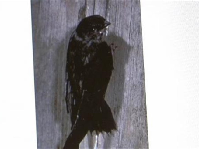 Dozens of tiny chimney swift birds were struck by passing vehicles along I-295 yesterday. Officials said they were chasing bugs at the time.
