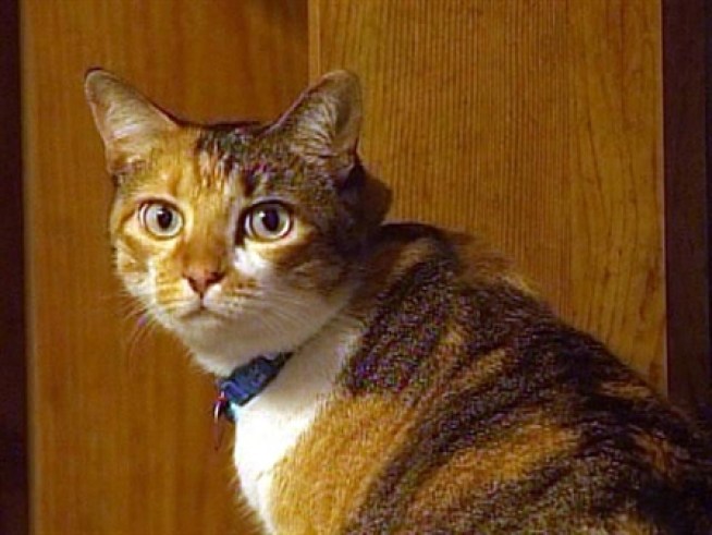 Ruthless Cat Butcher Kills Again