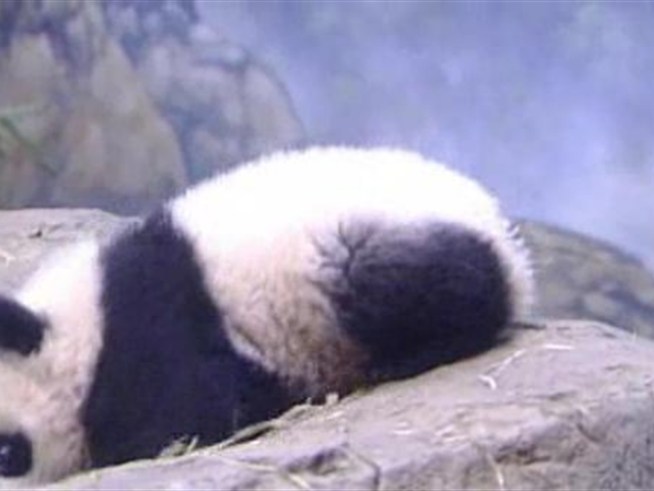 Tai Shan