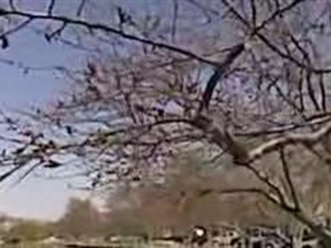 Cherry blossom buds are preparing to bloom at the Tidal Basin.