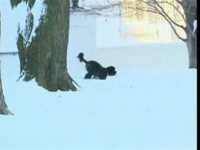 The first pooch enjoys dashing through the snow.