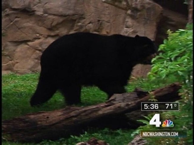 Romance is in the air at the National Zoo, where Nikki, the formerly obese spectacled bear, is getting to know his new girlfriend.