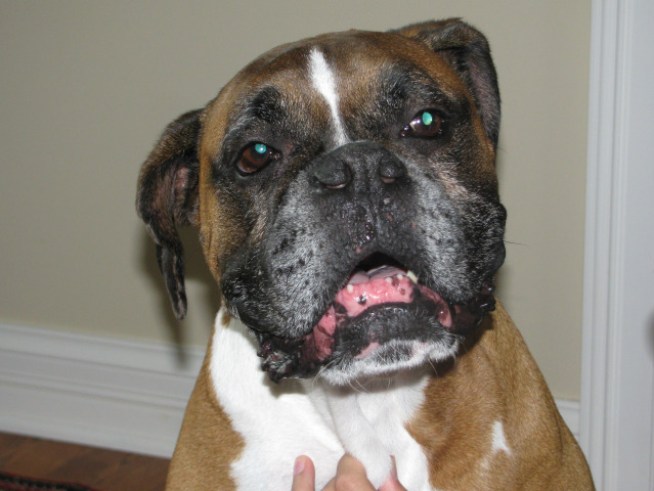 Dog Groomers Use CPR to Rescue Pooch