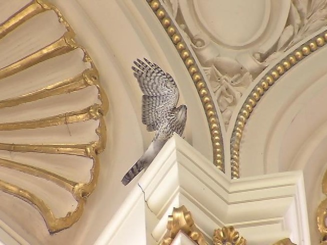 A female hawk, trapped for almost a week in dome of the reading room of the <a title=