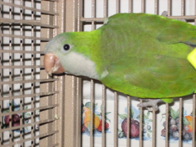 Fowl Conditions: Rescued Birds Await New Homes