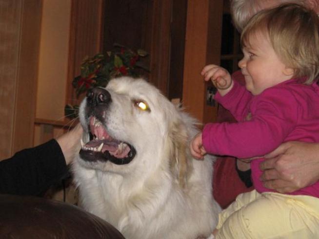 Dog Dies Saving Family from Burning Home