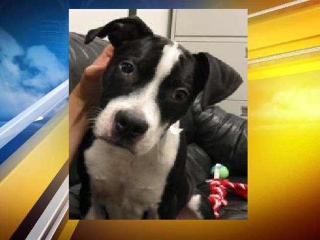 The Humane Society says three young men, posing as potential adopters, stole a 4-month-old pit bull puppy from their shelter in Northeast D.C.