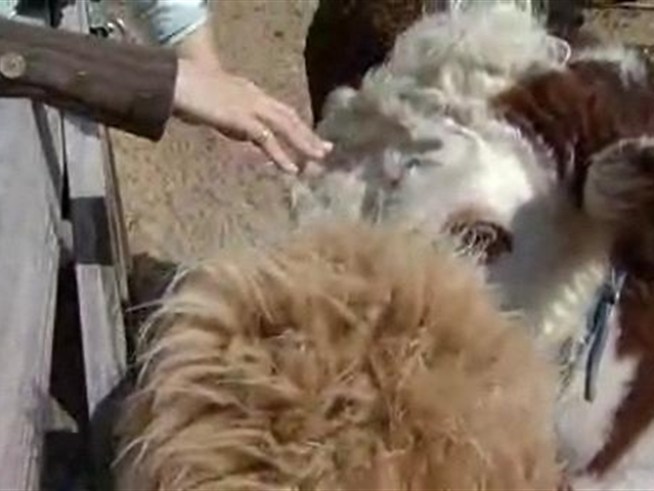 The National Zoo plans to close its 