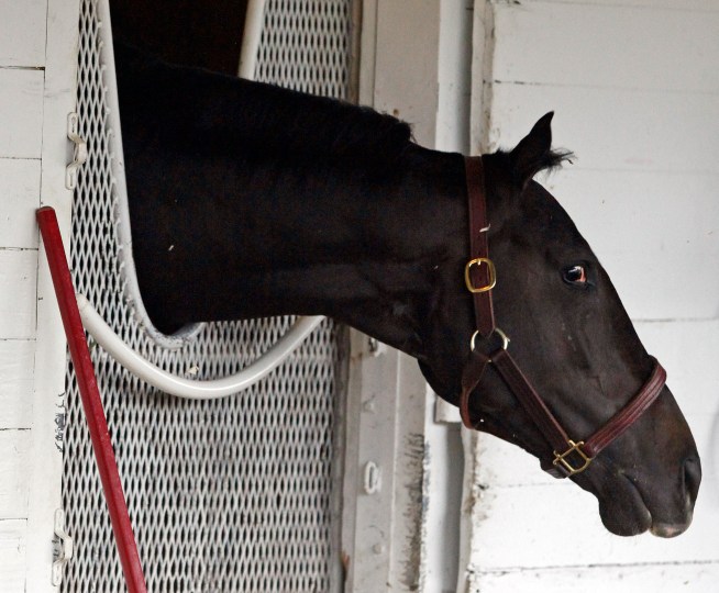 Massage Therapist Fights for Right to Treat Horses