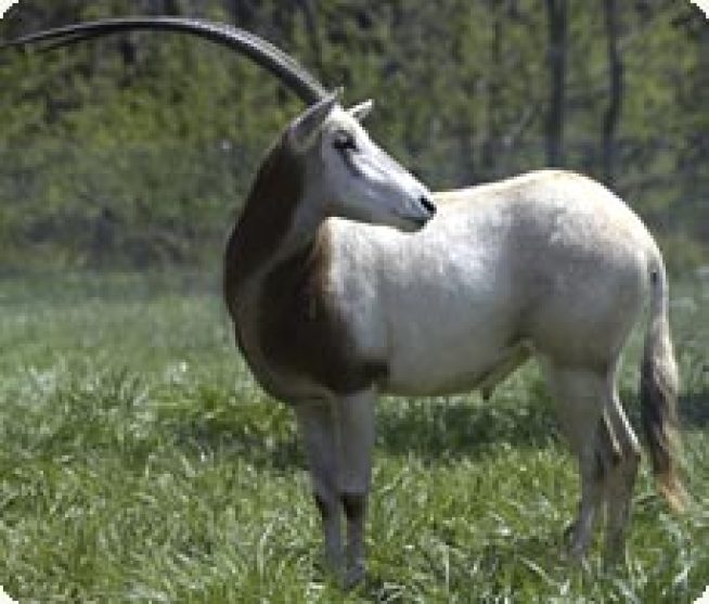 Two Rare Oryx Die at National Zoo