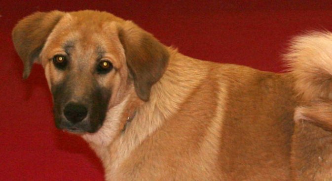 California Soldier on Mission to Save War Zone Pups