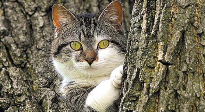 Cat/Human Superiority Battle Ends After 8-Day Standoff