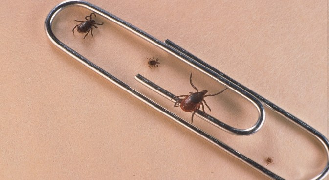 Virginia will soon become the first state in the nation to require doctors who run lab tests for Lyme disease to inform their patients about so-called  false negatives. New4 Northern Virginia Bureau Chief Julie Carey reports.