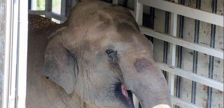 New Elephant Arrives at National Zoo
