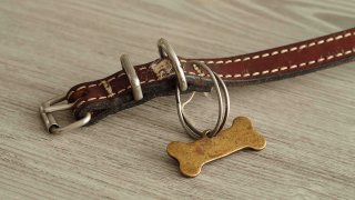 Dog collar