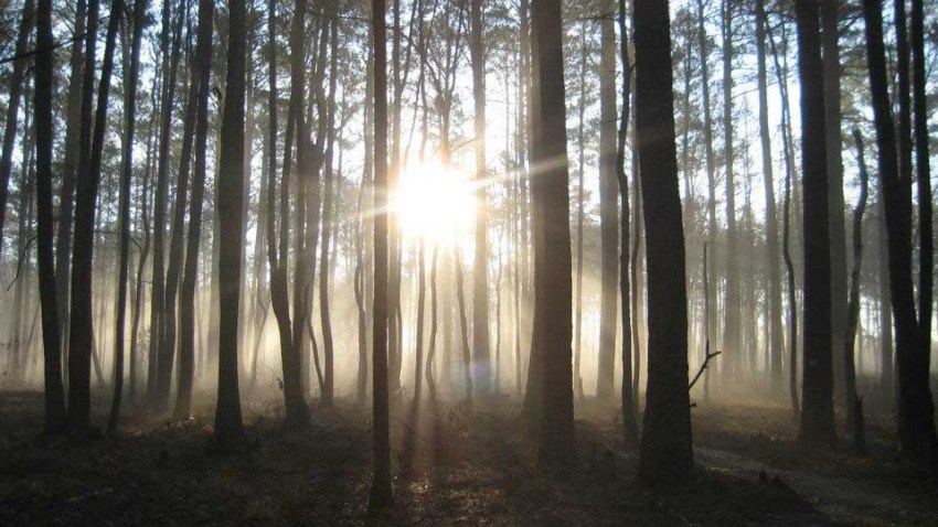 021819 great dismal swamp
