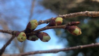 Cherry blossom buds