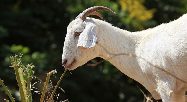 Not Kidding Around: Woman Sues for Paternity Test on Goats
