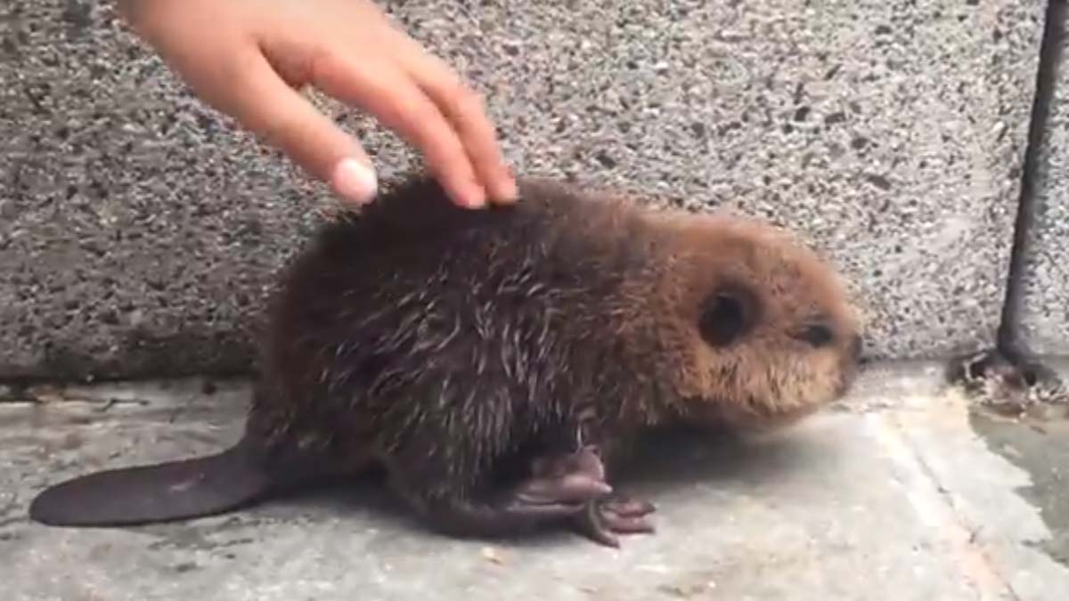 Baby Beaver Lost at Metro Station Returned to Wild
