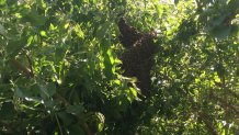 050518 Bee Swarm