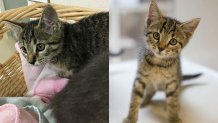 081617 kitten before after marty mckee taken