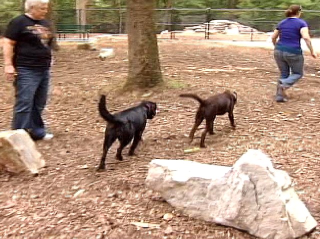 Bow Wow Wow Yippie Yea For The Doggies Nbc4 Washington