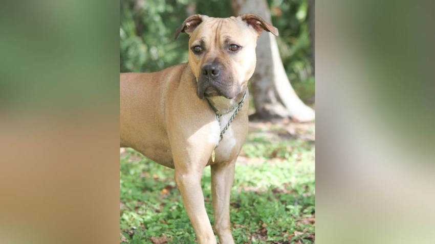 092418_dog_dog_2