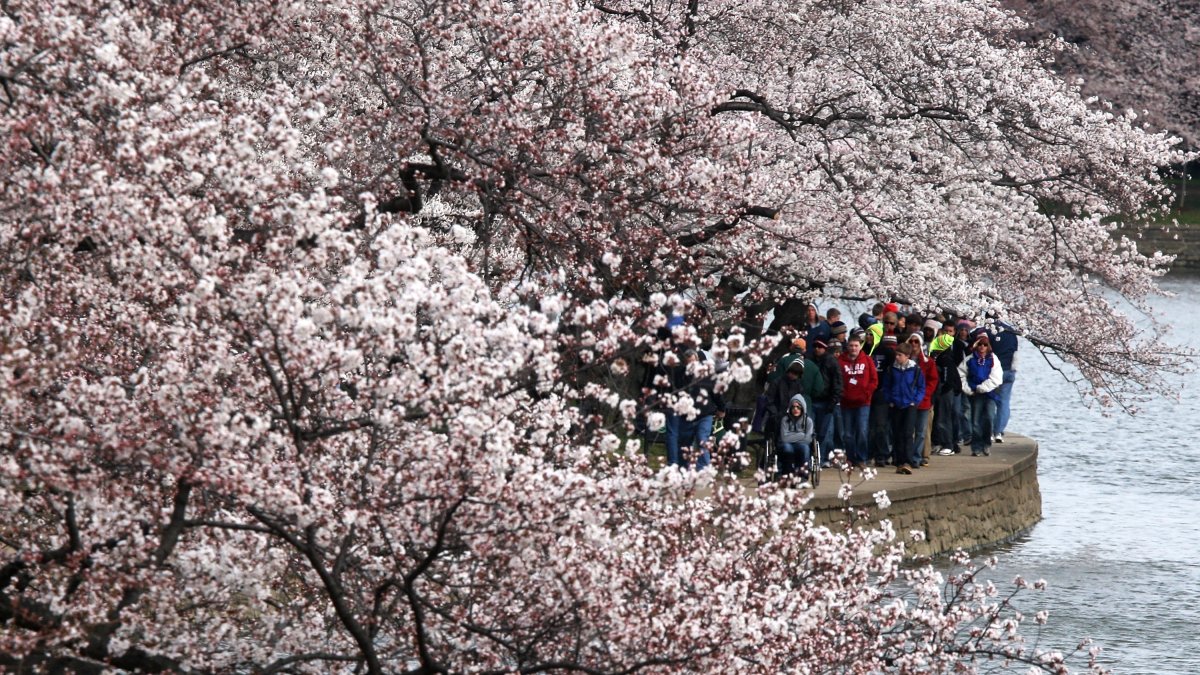 Several National Cherry Blossom Festival Events Canceled, Postponed