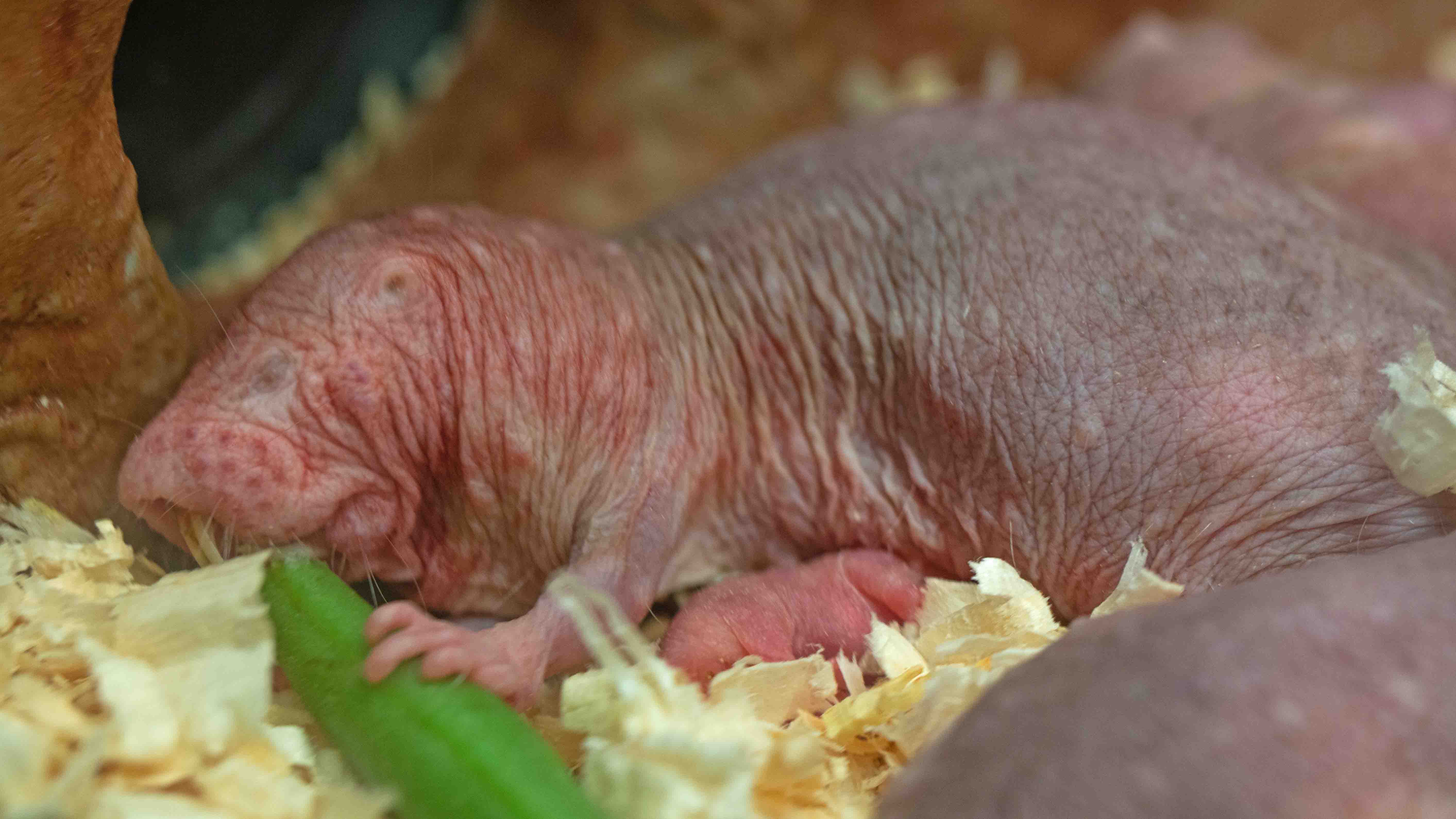 Mole-rat chat | Second naked mole-rat live cam comes to 