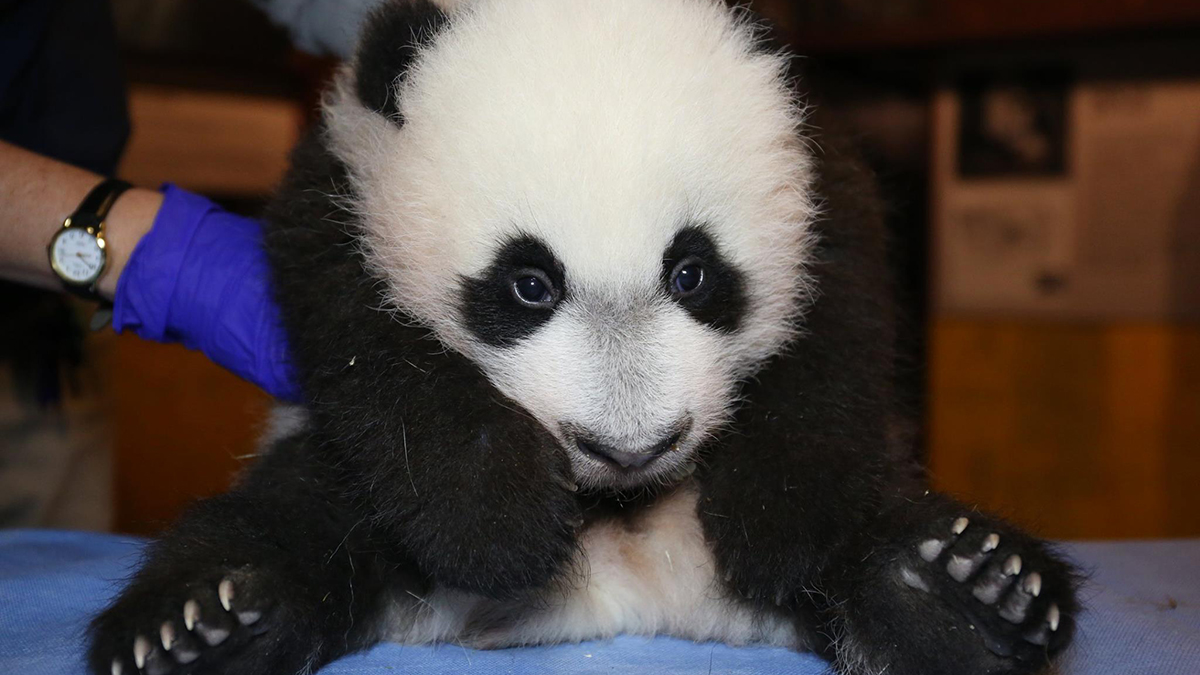 Baby panda makes debut – online – at National Zoo