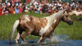 a crowd watches a Chincoteague pony go into the water in 2012