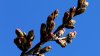Peduncle elongation! DC's cherry blossoms hit stage 4 of 6 leading to peak bloom