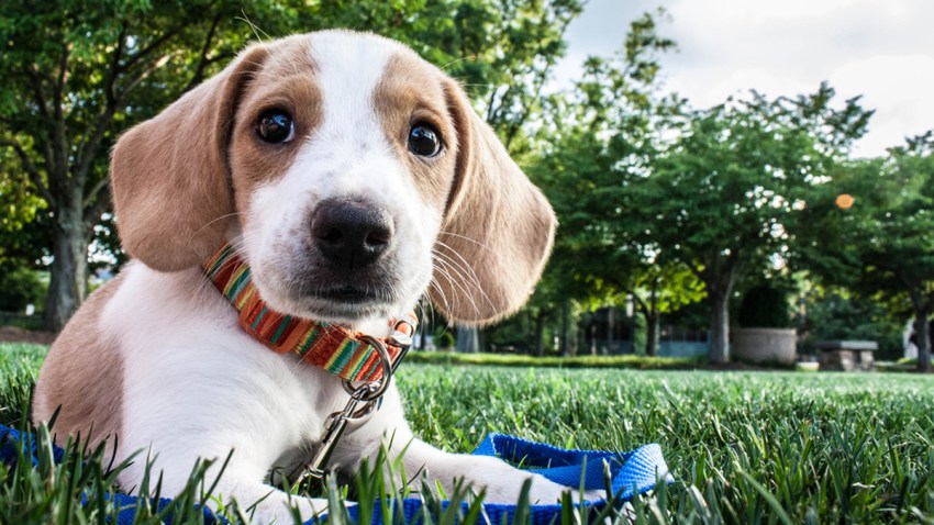 20151009 Cute Dog