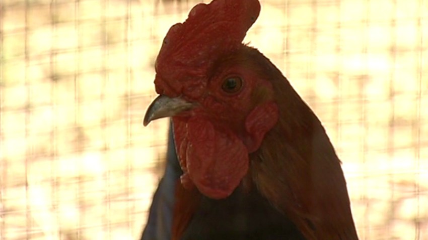 20160519 Rooster Survived