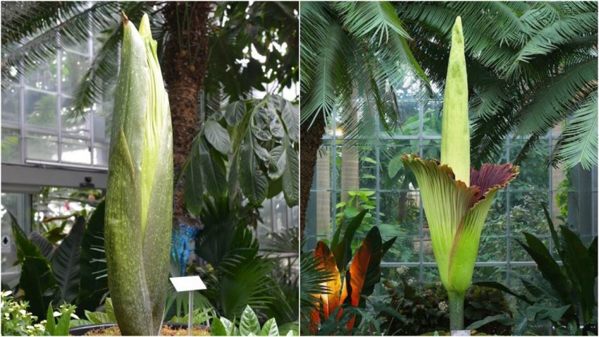20160725 corpse flower botanic garden