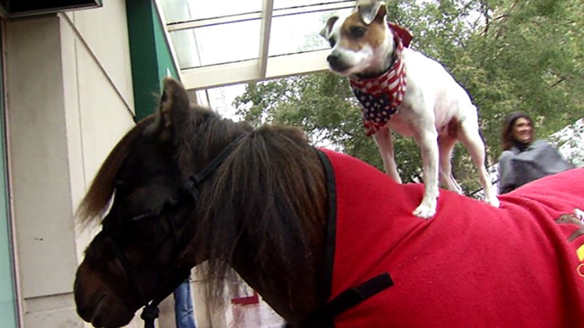 20161027 Dog and Pony 4