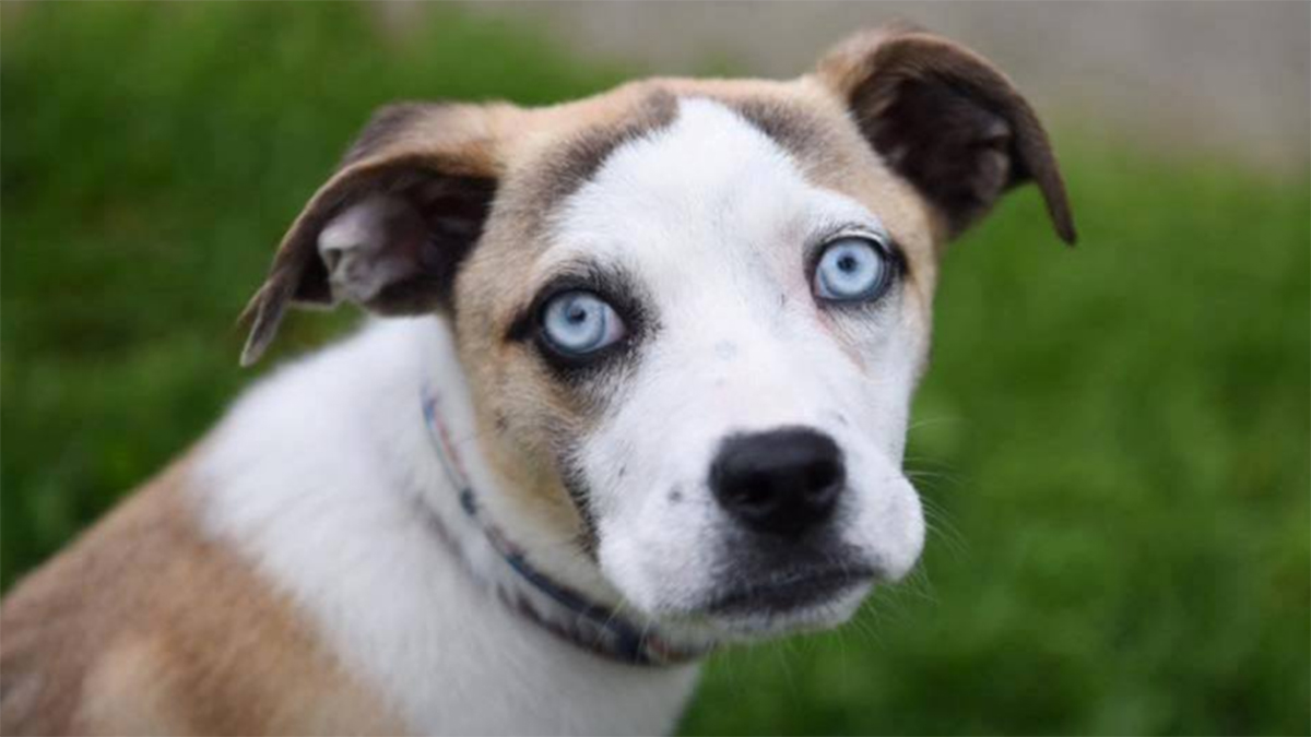 Rescue Puppy Stolen From Maryland Animal Shelter NBC4 Washington
