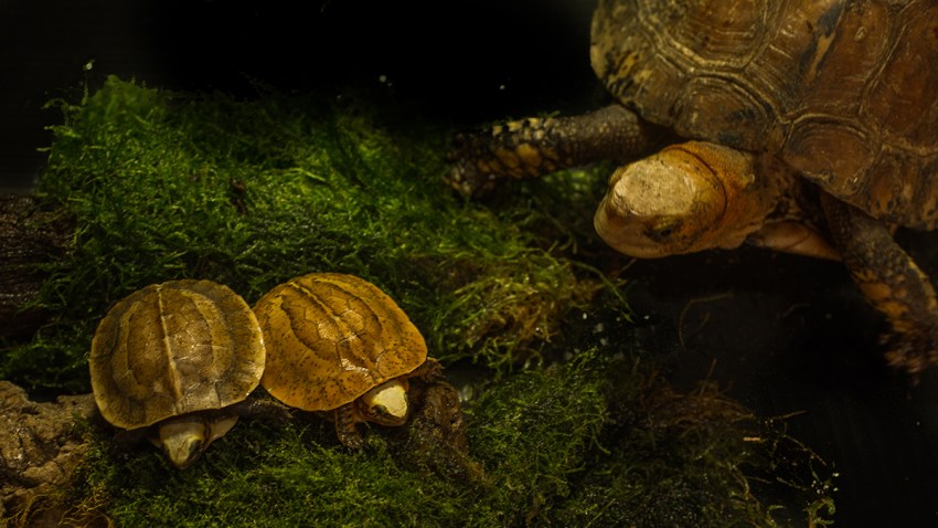 20170707 Turtle1