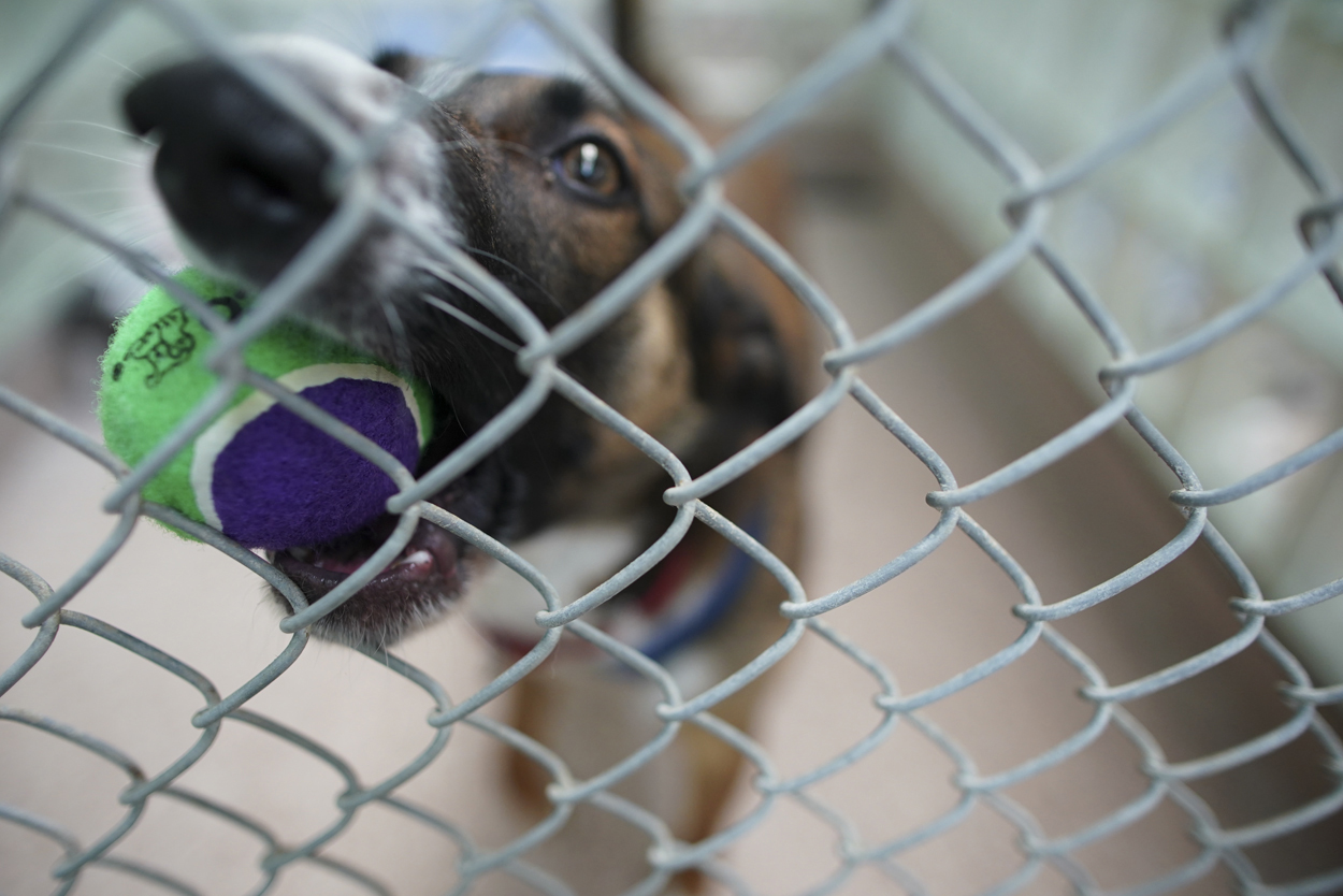 Clear the Shelters 2023: How you can find a furry friend their forever home in the DMV - Vimarsana News